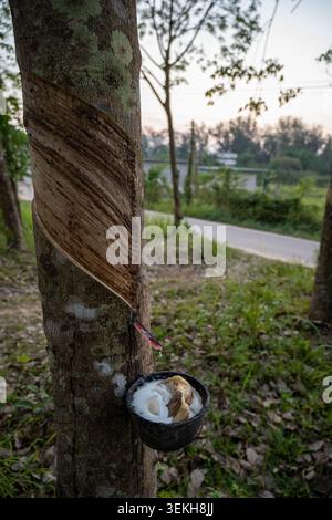 Latex fließt von einem angezapften Gummibaum in einen Auffangbecher in einer Plantagenfläche. Ländliche Vegetation umgibt den Baum. Stockfoto