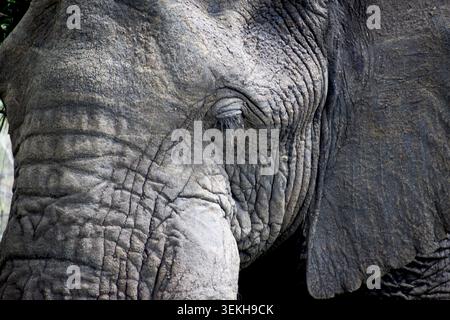 Elefantenauge und Haut aus Nahaufnahme Stockfoto
