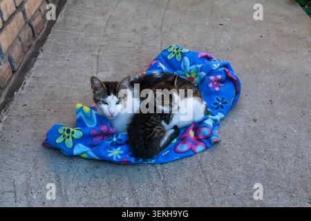 Zwei Katzen liegen auf einer Decke auf einer Betonoberfläche. Sie liegen nahe beieinander und haben eine Ziegelmauer in der Nähe. Die Decke hat ein helles Patte Stockfoto