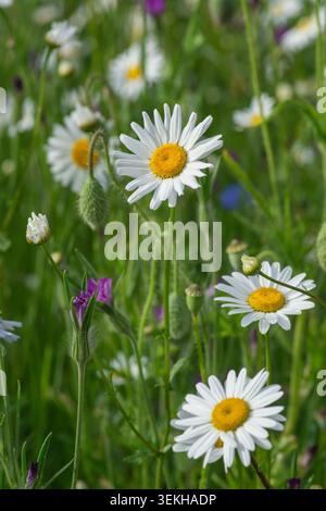 Ochsenauge auf einem Feld von Wildblumen, Leucanthemum vulgare, Stockfoto