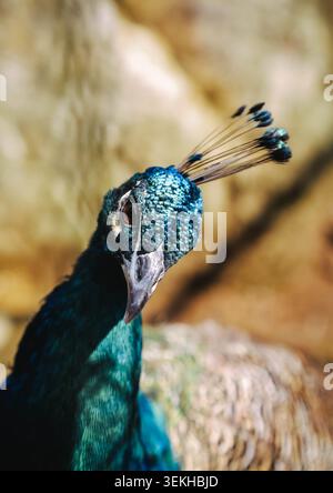Majestätischer blauer Kopf eines wunderschönen Pfauens mit detailliertem Federwappen Stockfoto