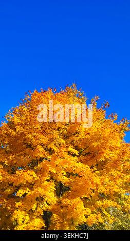 Ein lebhafter Blick auf die satten gelben und orangen Blätter eines Ahornbaums, der sich in starkem Kontrast zum tiefen, klaren blauen Himmel darüber befindet. Vertikale Aufnahme Stockfoto
