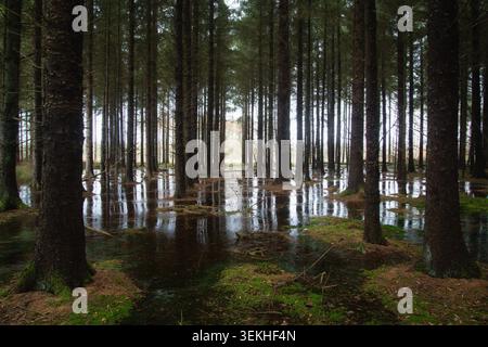 Direkter Blick in einen dichten Wald aus hohen Kiefern mit Wasser, das den Himmel reflektiert, und Bäume auf dem Boden, bedeckt mit Moos und gefallenem Laub Stockfoto