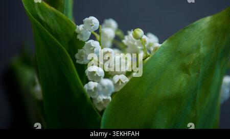 Lily of the Valley blüht versteckt zwischen grünen Blättern im Hintergrund der Natur des Makrofrühlings Stockfoto