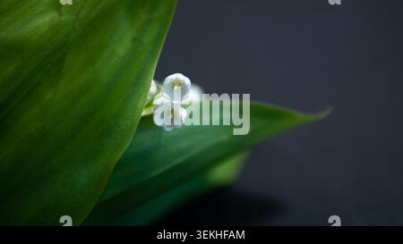 Lily of the Valley blüht versteckt zwischen grünen Blättern im Hintergrund der Natur des Makrofrühlings Stockfoto