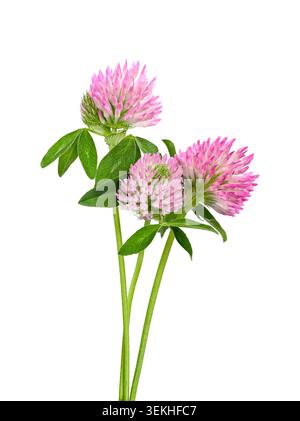 Rote Kleeblüten mit grünen Blättern auf weißem Hintergrund. Detaillierte botanische Ansicht von Trifolium pratense mit rosa Blüten. Stockfoto
