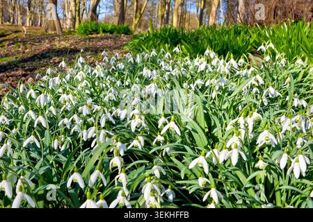Schneeglöckchen oder Schneeglöckchen (galanthus nivalis), Nahaufnahme einer Masse der gewöhnlichen und bekannten Frühlingsblume, die in einem Waldgebiet wächst. Stockfoto