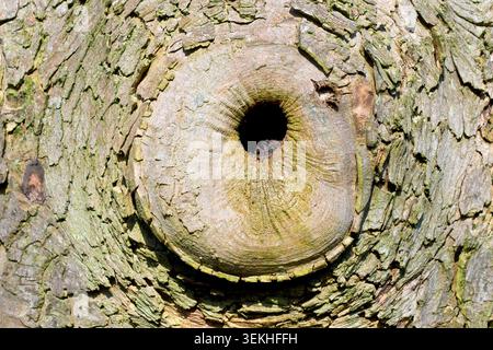 Nahaufnahme der Narbe oder des Grates, die auf einem Sycamore-Baum (Acer pseudoplatanus) hinterlassen wurde, eine heilende Reaktion auf den physischen Schaden, den der Verlust eines Astes verursacht. Stockfoto