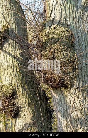 Nahaufnahme eines großen Grads, der auf einer Wych-Ulme (ulmus glabra) wächst, eine Abwehrreaktion auf körperliche Schäden, Krankheiten oder Umweltbelastung. Stockfoto