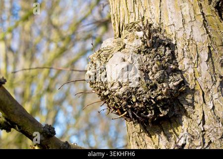 Nahaufnahme eines kleinen Grads, der auf einem ulmus glabra-Baum wächst, eine Reaktion auf den physischen Schaden, den der Verlust eines Zweiges verursacht. Stockfoto