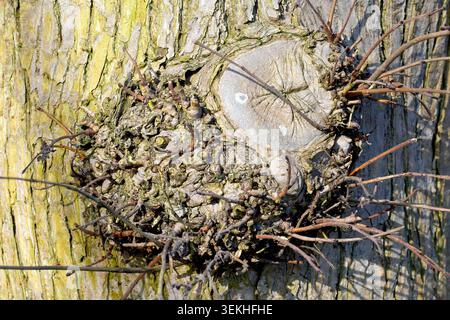 Nahaufnahme eines kleinen Grads, der auf einem ulmus glabra-Baum wächst, eine Reaktion auf den physischen Schaden, den der Verlust eines Zweiges verursacht. Stockfoto