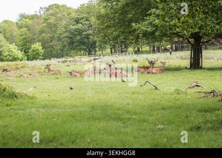 Batchelor Herde von Rothirschen (Cervus elaphus) in Richmond Park, Surrey. Stockfoto