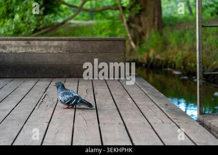 Eine einsame Taube steht auf verwitterten Holzplanken neben ruhigem Wasser in einem grünen Park mit Bäumen und weichem Tageslicht Stockfoto