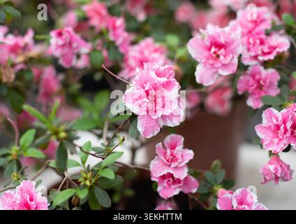 Zarte weiß-rosa Azaleen blühen im Frühling in einem botanischen Garten. Hintergrund Stockfoto