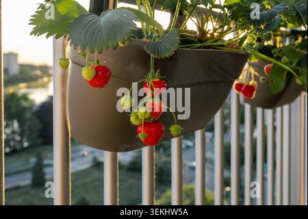 Nahaufnahme reifer Erdbeeren, beleuchtet von der starken untergehenden Sonne mit dramatischem Flackern auf einem Hochhaus-Balkontopf. Rote und grüne Beeren mit Silhouetten von Agins Stockfoto
