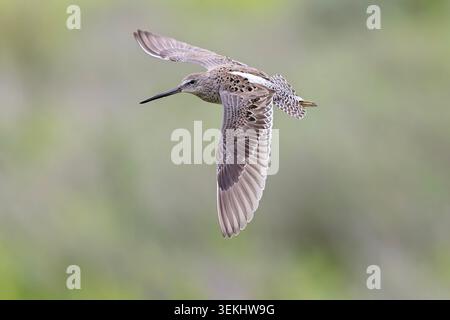 Ein langschildiger Schneewittelschwirl (Limnodromus scolopaceus) im Flug. Stockfoto