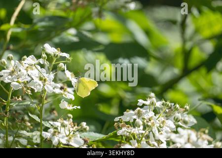 Schwefel-Schmetterling, der die weiße Bromblumenblüte im sonnigen Sommergarten speist Stockfoto