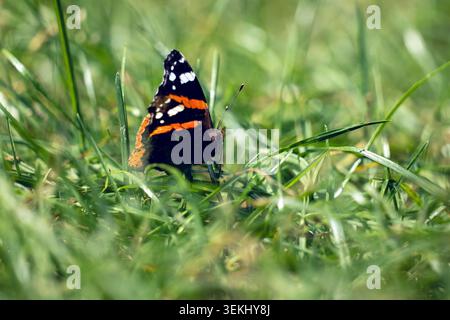 Roter Admiral Schmetterling ruht mit geschlossenen Flügeln zwischen grünem Gras in der Sommerwiese Stockfoto