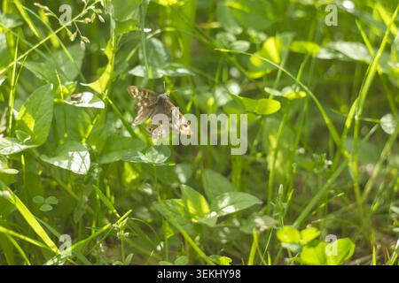 Gesprenkelter Holzschmetterling mit offenen Flügeln auf Klee in der sonnigen Sommerwiese Stockfoto
