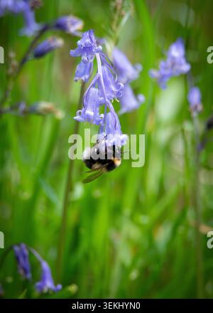 Buff Tail Hummel Arbeiter auf Bluebell Flowers, Ariundle Oakwood, Strontian, Schottland. Stockfoto