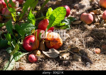 Blick auf einen Haufen Äpfel, der auf den Boden fiel und begann zu verrotten Stockfoto