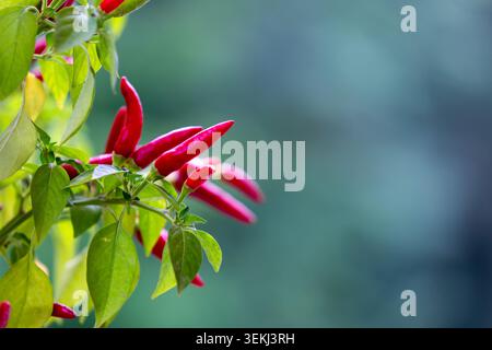 Blick auf rote Paprika, die in einer Pflanze mit grünem verschwommenem Hintergrund wachsen Stockfoto