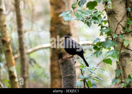Ein männlicher gemeiner Schwarzvogel (Turdus merula) thront auf einem gehäuften Baumstumpf im grünen Wald mit Efeu im Turvey Nature Reserve, Donabate, County Dublin, Irel Stockfoto