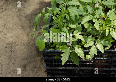 Tomatensämlinge in Kiste vor dem Pflanzen Stockfoto