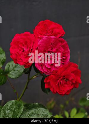 Dunkelrote Gartenrosen auf einem einzigen Stiel Stockfoto
