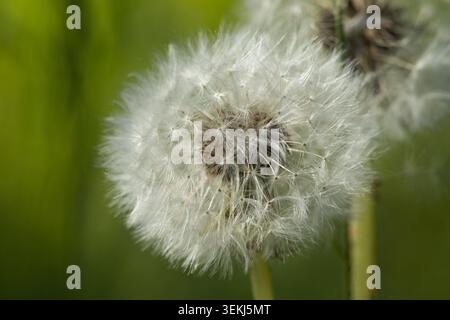 Voll gereifter Löwenzahnsamenkopf mit weichem grünem Hintergrund Stockfoto