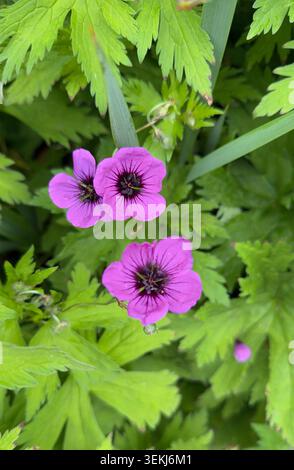 Nahaufnahme von hellen magentafarbenen Geranium Psilostemon Blüten, die inmitten von grünem Laub in einem Garten blühen Stockfoto