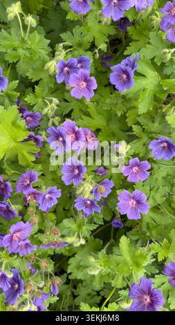 Blick von oben auf blühende violette Kranschnabel Geranium x prächtige Blumen mit grünem Laub in einem Garten Stockfoto