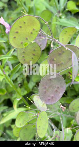 Nahaufnahme von grünen und violetten Samenkapseln einer Lunaria annua Ehrlichkeit Pflanze in einem Garten Stockfoto