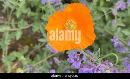 Blick auf eine helle orange Mohnblume in einem Garten umgeben von violetten Blumen und grünem Laub Meconopsis cambrica Stockfoto