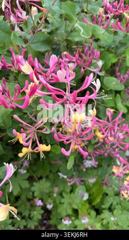 Leuchtend rosa und gelbe Geißblatt-Blüten blühen inmitten von grünem Laub in einem Garten Lonicera perilymenum oder Lonicera heckrottii Stockfoto