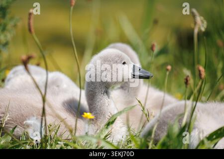 Stummentenjunges (Cygnus olor) auf einer Frühlingswiese mit Wegerichkolben und gelber Butterblume, warmer Bokeh-Hintergrund Stockfoto