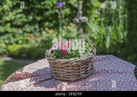 Ein Korbkorb mit roten Blumen steht auf einer gestickten Tischdecke in einem sonnigen Garten in Nordrhein-Westfalen Stockfoto
