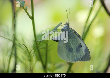 Kohl-Schmetterling (Pieris brassicae), Eier legen, Nordrhein-Westfalen, Deutschland Stockfoto
