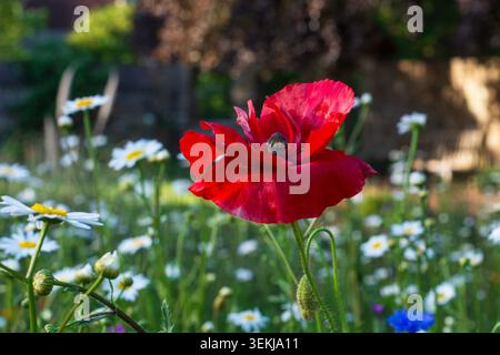 Ein einziger roter Mohn, Papaver rhoeas, auf einem Feld von Wildblumen Stockfoto