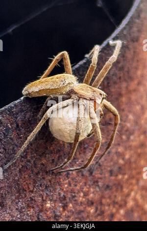 Listspinne mit Eikokon eine weibliche Listspinne, vermutlich Pisaura mirabilis, trägt einen weißen Eikokon an der Körperunterseite. Die Nahaufnahme zeigt das Tier auf einer rostigen Metallkante der Kokon enthält die abgelegten Eier und wird vom Weibchen bis zum Schlupf geschützt. Wachtberg Niederbachem Nordrhein-Westfalen Deutschland *** Listspinne mit Eierkokons Eine weibliche Listspinne, vermutlich Pisaura mirabilis, trägt einen weißen Eierkokons auf der Unterseite ihres Körpers die Nahaufnahme zeigt das Tier an einem rostigen Metallrand der Kokonon enthält die gelegten Eier und wird vom Weibchen bis Hut geschützt Stockfoto