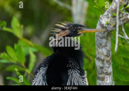 Porträt einer Anhinga im everglades-Nationalpark Stockfoto