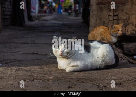Katzen in der antiken Stadt Pingayo, China Stockfoto