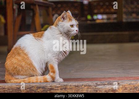 Katze in der antiken Stadt Pingayo, China Stockfoto