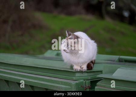 Weiße Hauskatze, die auf grünen Mülltonnen im Freien sitzt, mit weichem, verschwommenem Gartenhintergrund und neugierigem, ruhigem Ausdruck Stockfoto