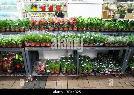 HONGKONG, CHINA, 21. April 2026, werden Reihen kleiner Topfpflanzen und Zimmerpflanzen in durchsichtigem Kunststoff auf mehrstöckigen Regalen im Flower M ausgestellt Stockfoto