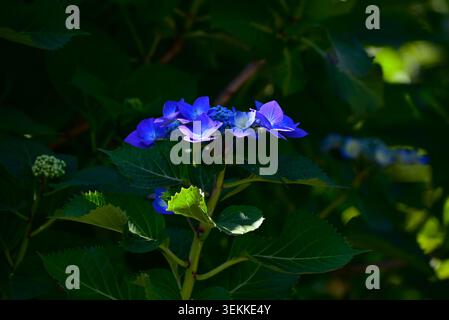Hortensie macrophylla (Lacecap hydrangea) Blüten. Japanischer Name „Gaku-Ajisai“. Bestehend aus großen Zierblumen und kleinen Hermaphroditblumen. Stockfoto