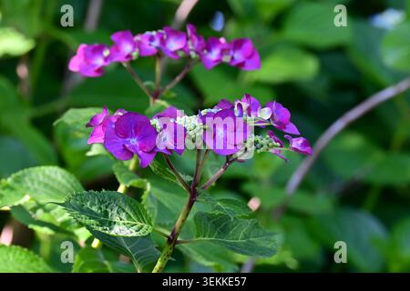 Hortensie macrophylla (Lacecap hydrangea) Blüten. Japanischer Name „Gaku-Ajisai“. Bestehend aus großen Zierblumen und kleinen Hermaphroditblumen. Stockfoto