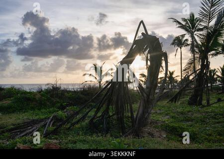 Tote Palme, die sich vor einem tropischen Sonnenaufgang abhebt. Stockfoto