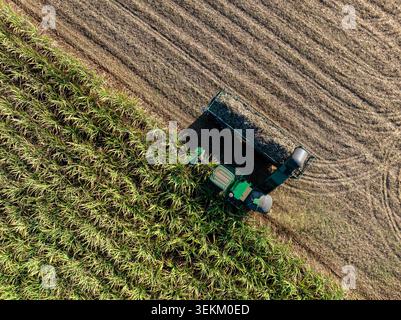 Eine Luftaufnahme eines mechanischen Ernteers, der Zuckerrohrpflanzen während der Erntezeit im ländlichen thailand sammelt und das moderne Agrargewerbe repräsentiert. Stockfoto