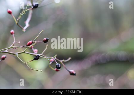 Multiflora Rosenhüften Und Regentropfen Stockfoto
